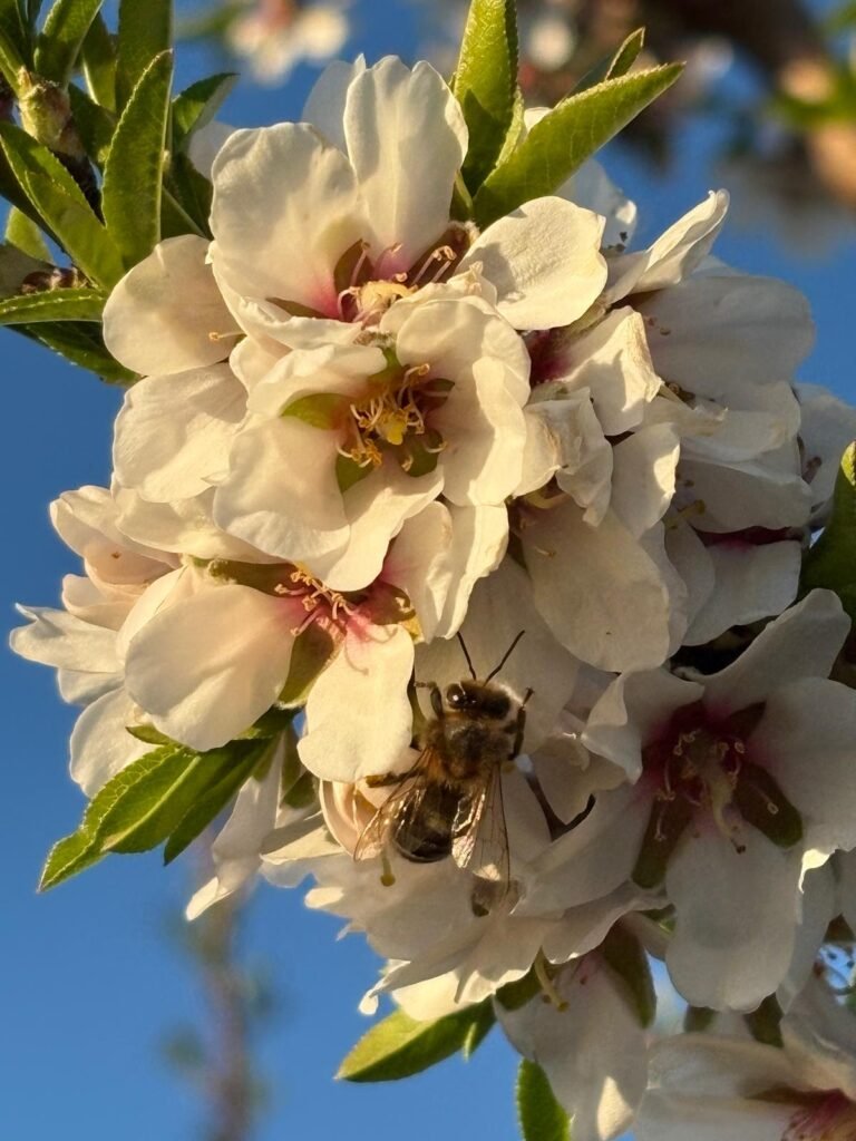 almendro y abeja