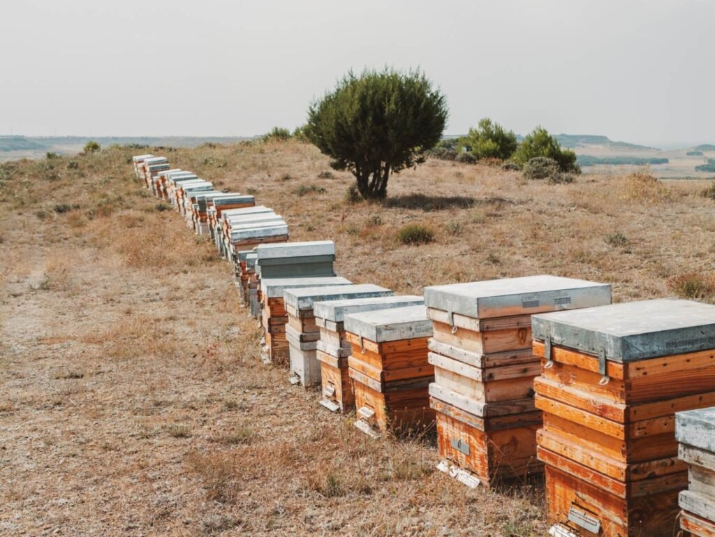 La Jornada del Cardillo 